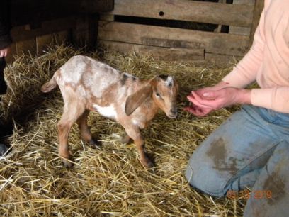 Joseph the Moon Spot Goat - Coat of Many Colors