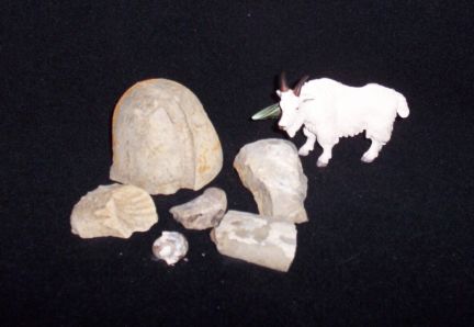 Mountain Goat Fossils