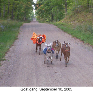 goatgang 2005-09-16.jpg