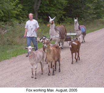 foxworkingmax 2005-08-30.jpg