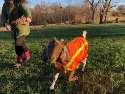 Hiawatha in Hunting Season Vest 2024-11-19