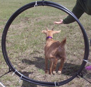 Esau working the tire jump