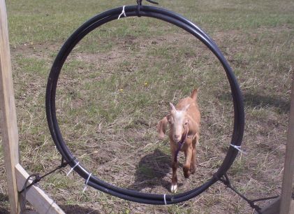 Esau working the tire jump