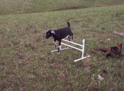 Micah clearing the bar jump