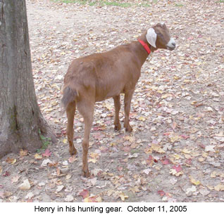 henryhuntingorange 2005-10-11.jpg