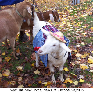 Working Goats - Collecting