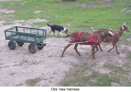 Plans to build Goat Cart Plans PDF Plans