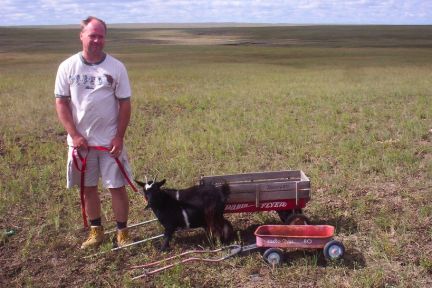 Dog Or Goat Cart